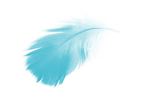 istock feather color turquoise emerald green on white background 836223870