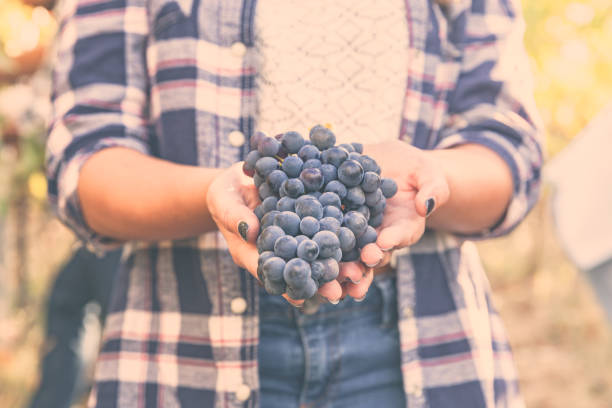 Hand drops grapes into bucket during harvest