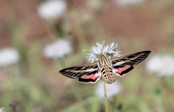 A White Lined Sphinx Hummingbird Moth feeds on the pollen of a wildflower with its very long proboscis or tongue.