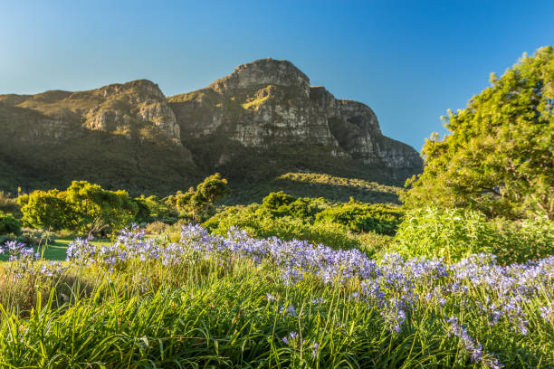 istock Kirstenbosch Garden in Cape Town 836227318