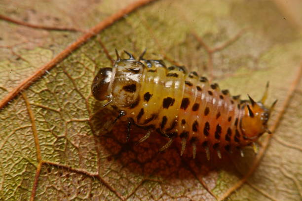 larven, marienkäfer auf blatt - insectoid stock-fotos und bilder