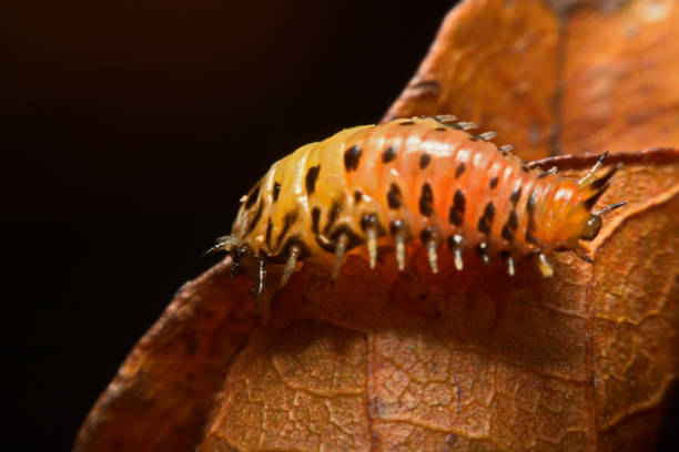 larven, marienkäfer auf blatt - insectoid stock-fotos und bilder