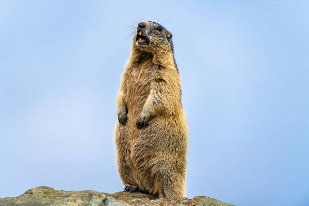marmot groundhog in the alps by Austria groundhog stock pictures, royalty-free photos & images
