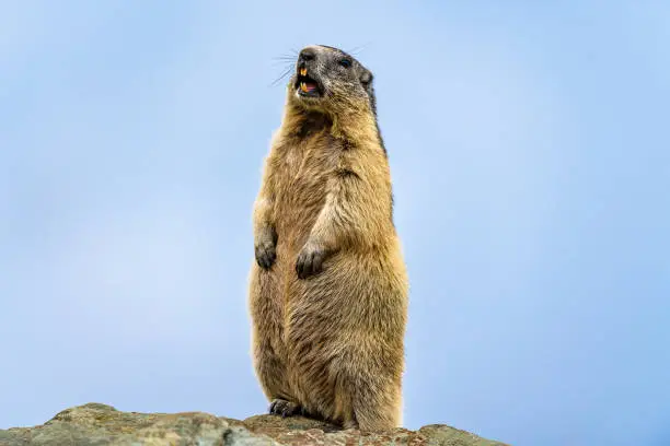 groundhog in the alps by Austria