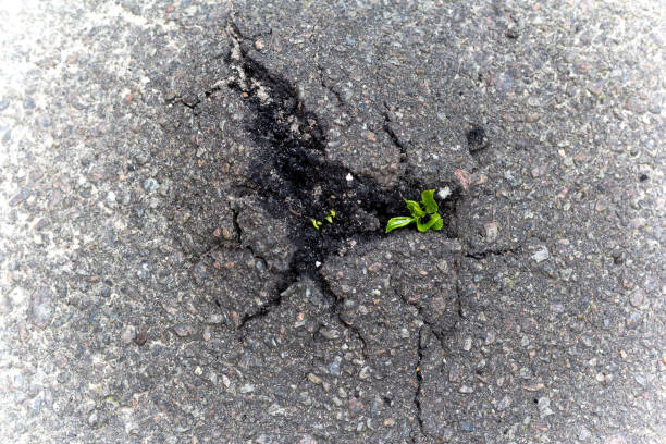 istock sprout green plants sprouted in the asphalt did crack 836230574