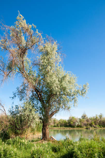 Steppe. Elaeagnus tree growing near the river. silverberry or oleaster, river floodplain Ili Kazahstan Steppe. Elaeagnus tree growing near the river. silverberry or oleaster, river floodplain Ili Kazahstan elaeagnus angustifolia stock pictures, royalty-free photos & images