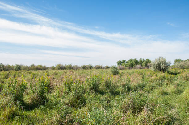istock Steppe. Elaeagnus tree growing near the river. silverberry or oleaster, river floodplain Ili Kazahstan 836231780