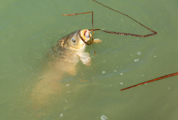 istock Fish caught on a fishing trip, carp 836231858