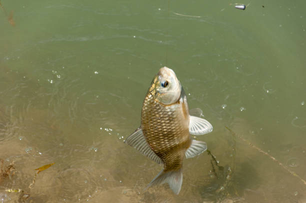 istock Fish caught on a fishing trip, carp 836233934