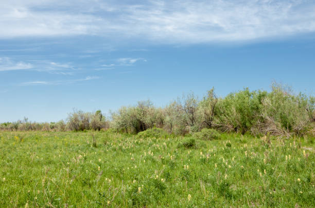 istock Steppe. Elaeagnus tree. silverberry or oleaster, river floodplain Ili Kazakhstan. Licorice is growing near the tree. Dirt road 836233970