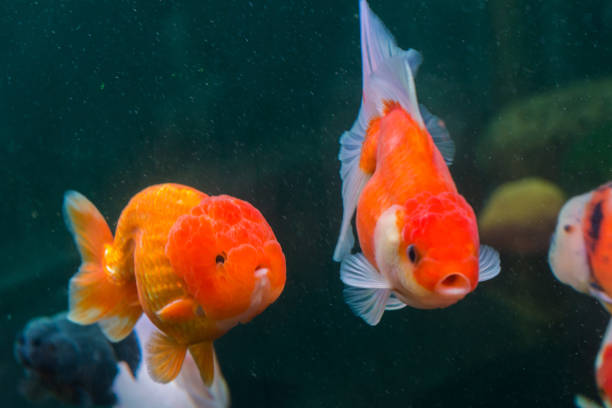 istock Two orange Ranchu Goldfish and Oranda Goldfish swimming 836234580