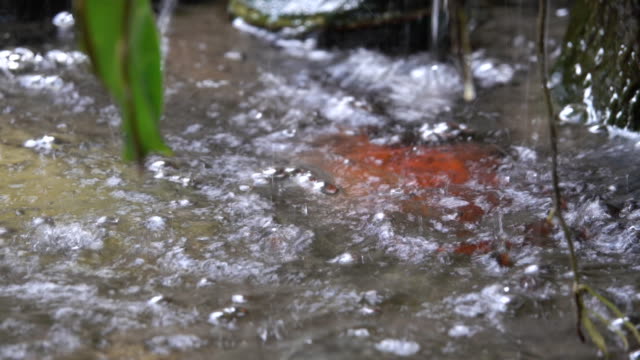 Koi fish in pond with waterfall