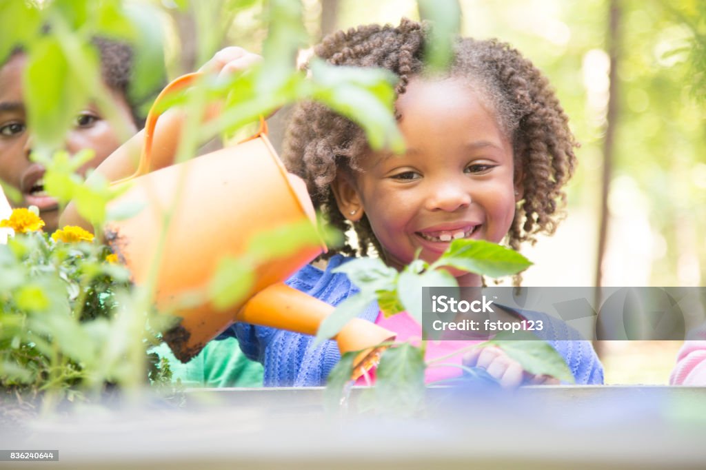 African descent children gardening outdoors in spring. African descent children gardening in outdoor vegetable garden in spring or summer season.  Cute little girl enjoys planting new flowers and vegetable plants. 6-7 Years Stock Photo