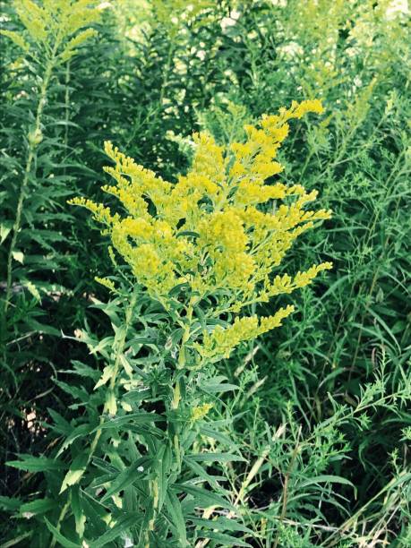 Ragweed growing in a bush Ragweed growing in a bush ragweed stock pictures, royalty-free photos & images