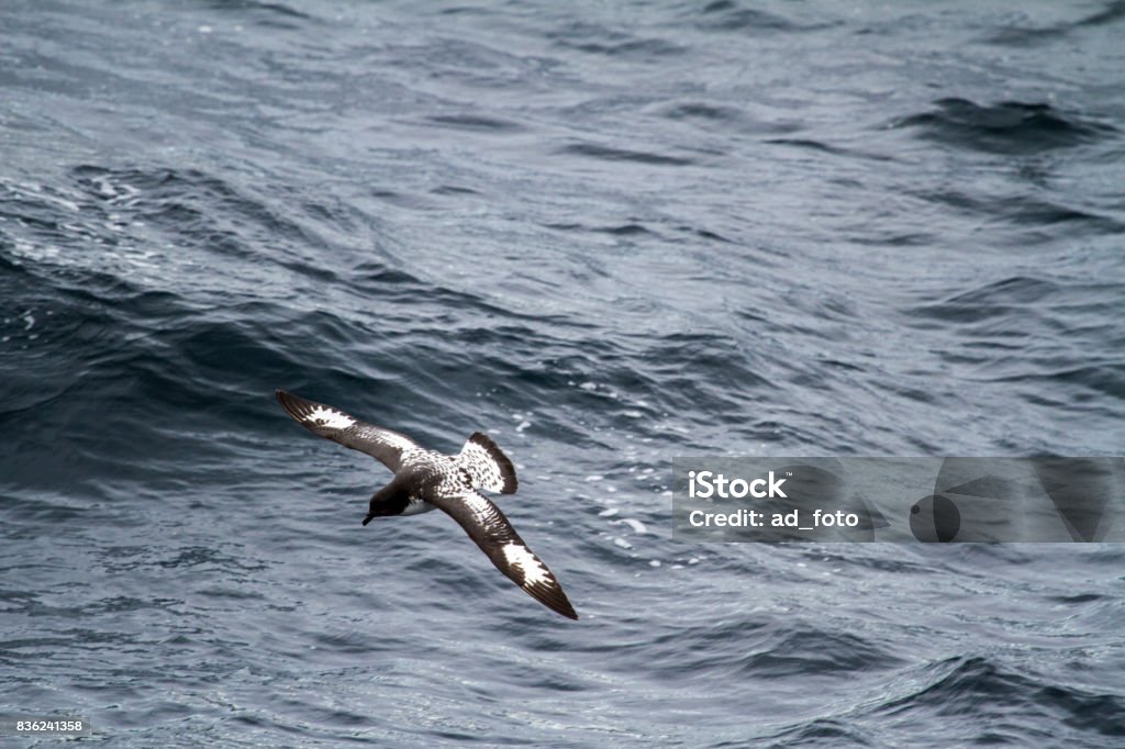 Albatros en Antarctique - Photo de Albatros libre de droits