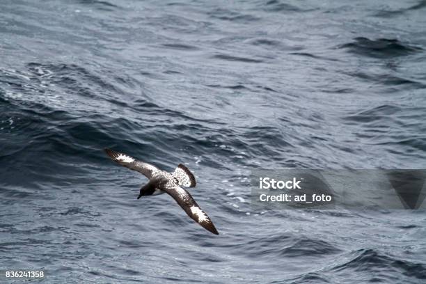 Photo libre de droit de Albatros En Antarctique banque d'images et plus d'images libres de droit de Albatros - Albatros, Antarctique, Bec