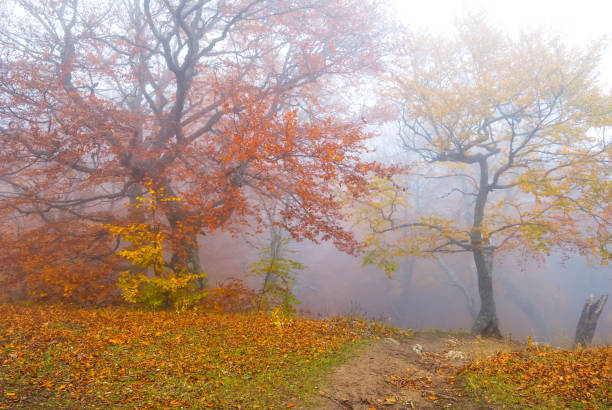 istock red autumn fores in a blue mist quiet scene 836244216