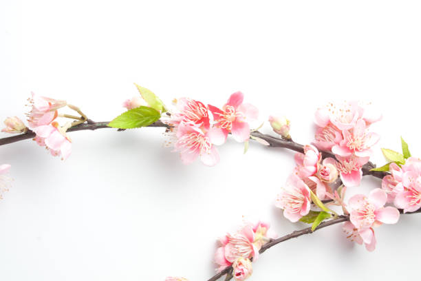 istock Fake sakura blossom on white background. 836244226