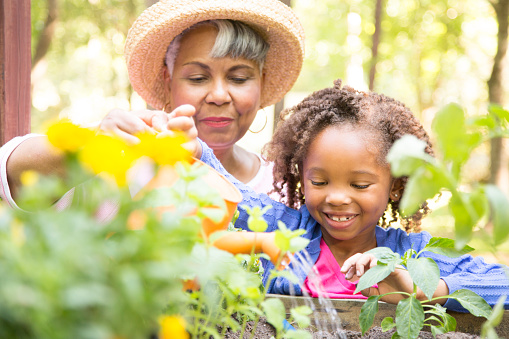 African descent grandmother and grandchild gardening in outdoor vegetable garden in spring or summer season.  Cute little girl enjoys planting new flowers and vegetable plants.