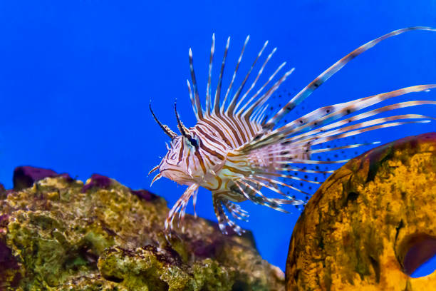 istock One large pterois volitans fish in blue salt water 836245778