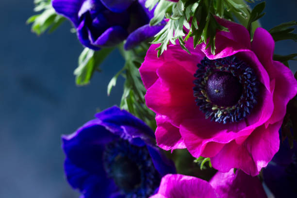 istock Anemones flowers on stone background 836249012