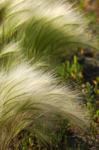 istock feather grass, mat grass. feather grew up in the Kazakh steppe. texture 836252112