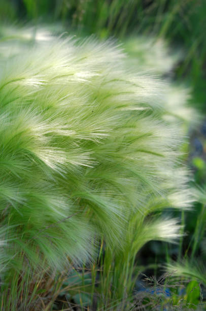 istock feather grass, mat grass. feather grew up in the Kazakh steppe. texture 836252136