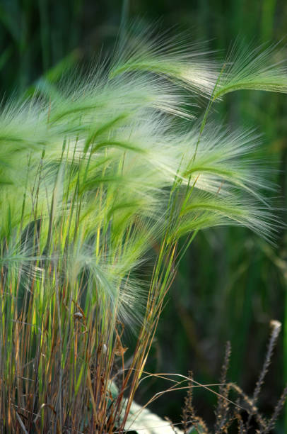 istock feather grass, mat grass. feather grew up in the Kazakh steppe. texture 836252148
