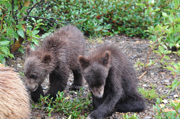 istock Juvenile brown bear twins in Alaska 836252292