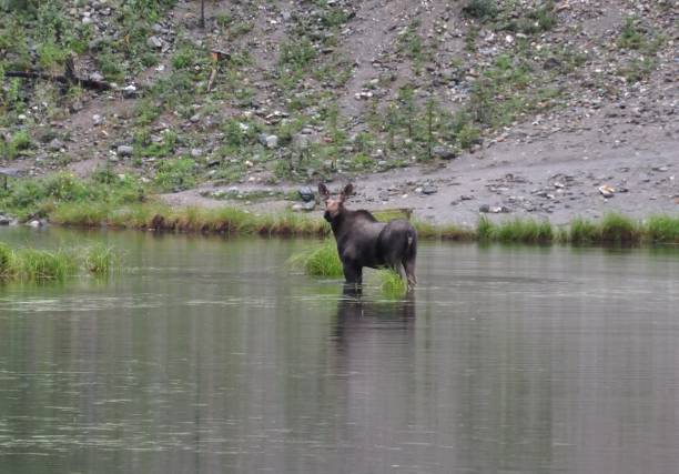 istock Female moose in Alaska in shallow water 836252506