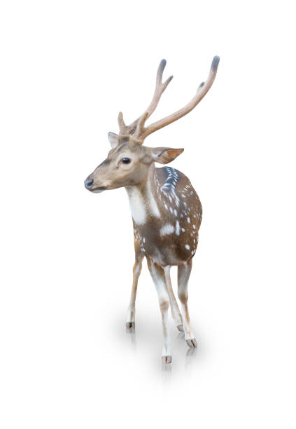istock The chital or spotted deer isolated on a white background(clipping path) 836252596