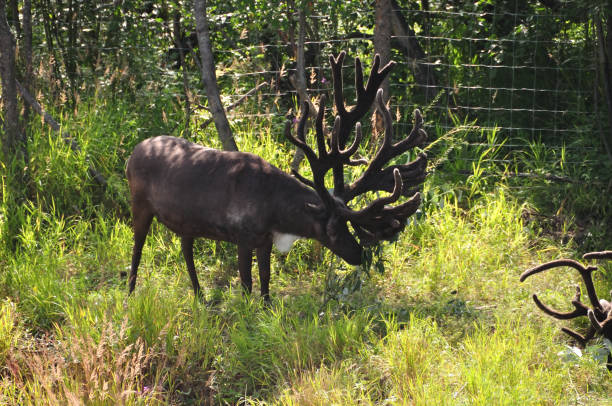 istock Reindeer in Alaska grazing 836254850