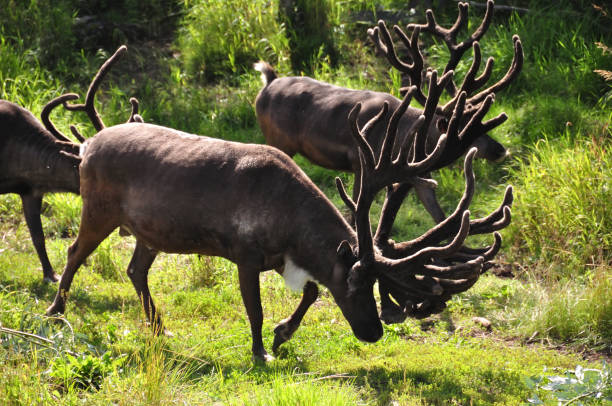 istock Group of Alaskan reindeer showing antlers 836254904