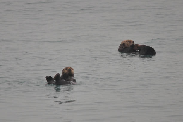 istock Sea otters floating about in Alaska 836254916