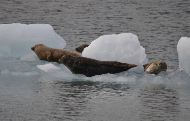 istock seals on ice in Alaska 836254958