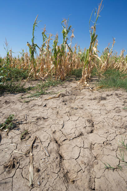 istock Dry corn field on cracked land as result of drought 836255046