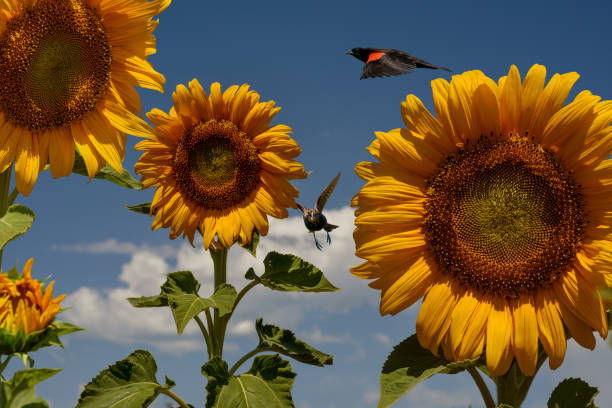 Black Birds, Blue Sky, and Sunflowers