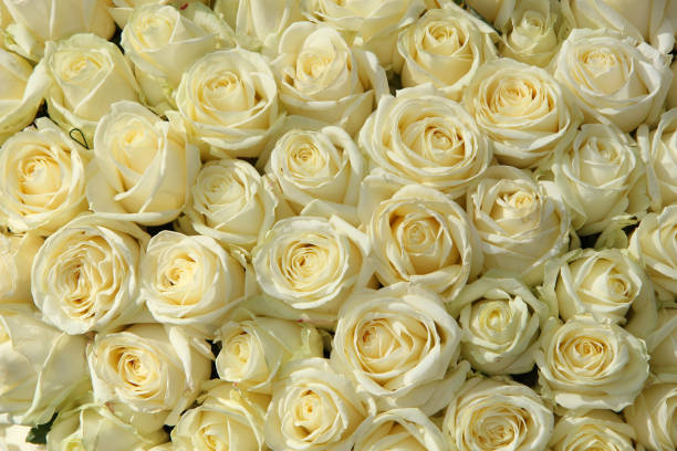 istock Group of white roses in floral wedding decorations 836258324
