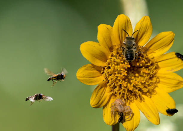 istock Magical Golden Marguerite Flower 836258342