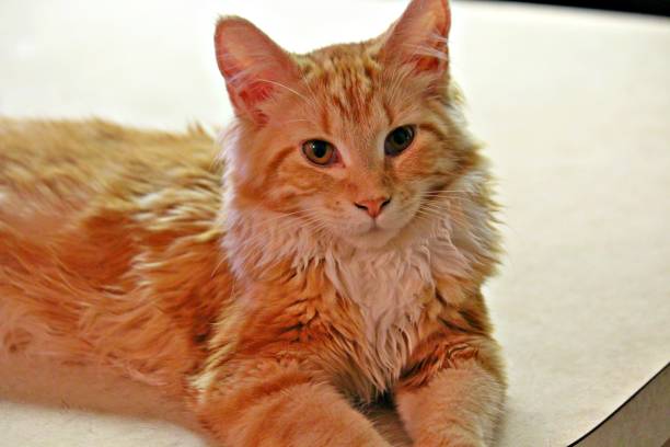 istock Maine Coon Baby 836258494