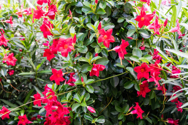 istock bush with red flowers blooming 836259152