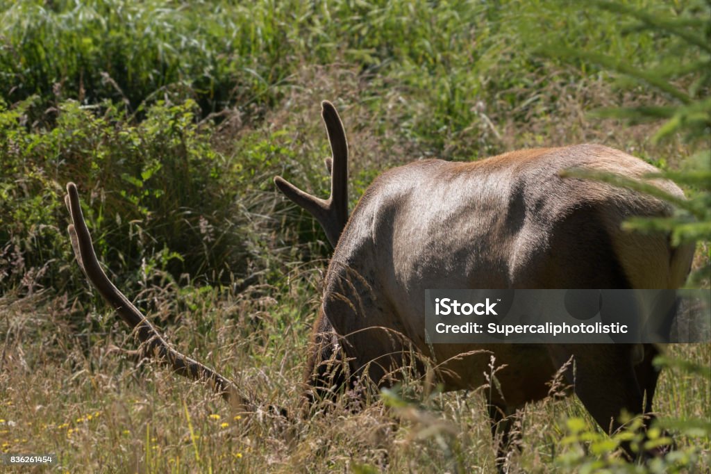 Elk Backside Elk Backside Stock Photo - Download Image Now - Antler, Elk, Grazing ...