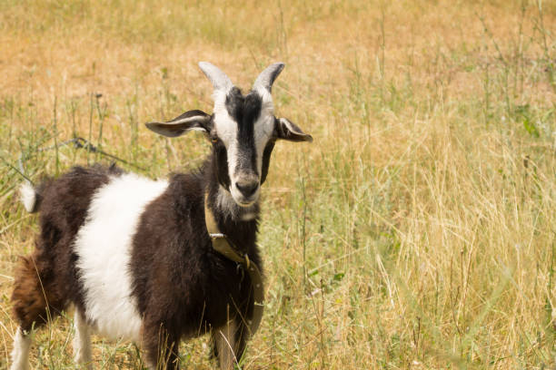 istock Black and white goat stands on the yellow meadow 836262020