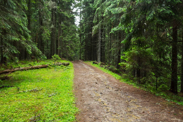 istock ground road through a wet fir forest 836262244
