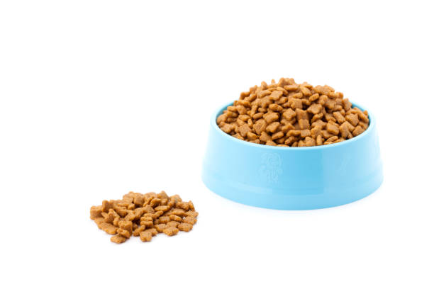 istock pet dried food in cyan plastic bowl 836262744