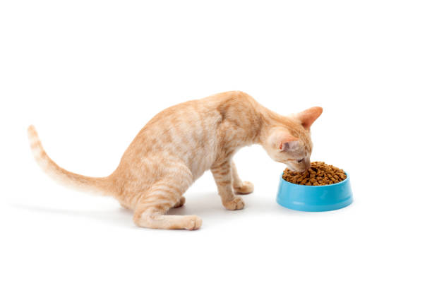istock kitten eating pet dried food 836262852