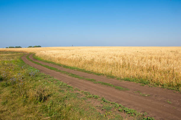 istock Summer is ripe barley field 836262862