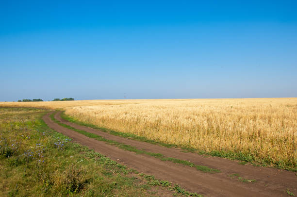 istock Summer is ripe barley field 836263104