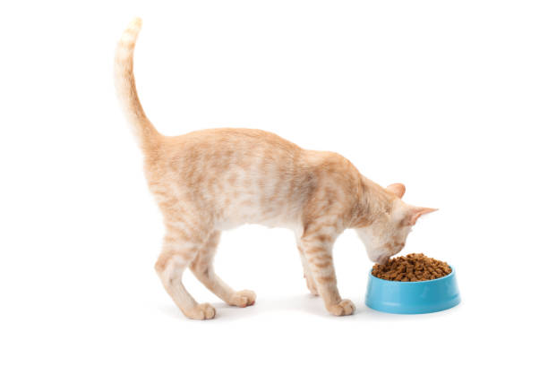 istock kitten eating pet dried food 836265000