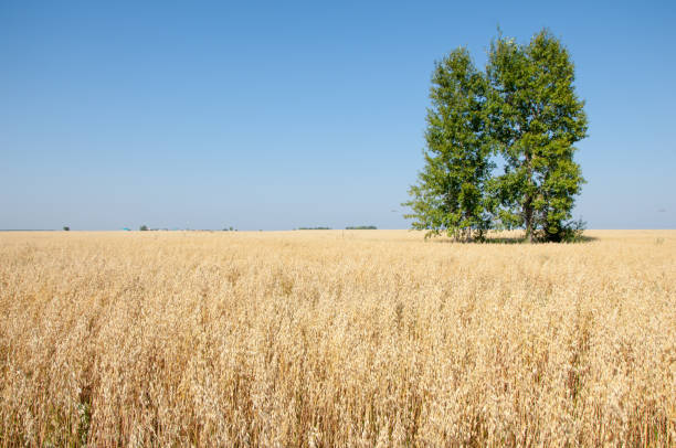 istock Summer is ripe barley field 836265042